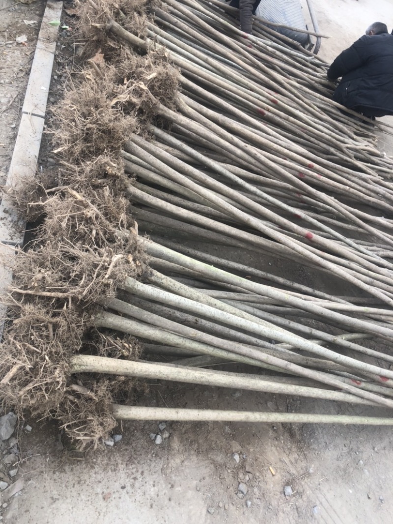出售大叶女贞1公分到7公分，根系发达，量大优惠