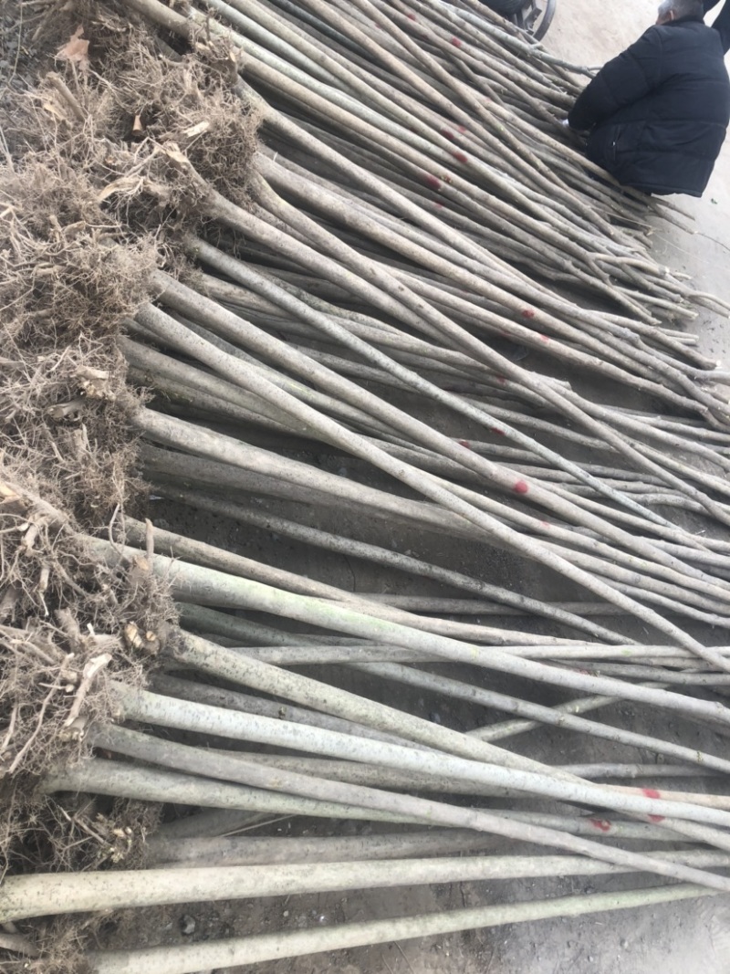 出售大叶女贞1公分到7公分，根系发达，量大优惠