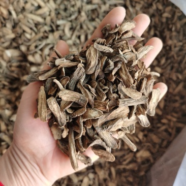 振兴药材批发供应统货牛蒡产地直销价牛蒡量大从优