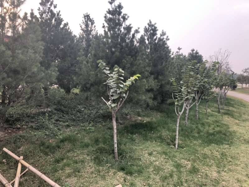 出售大叶女贞1公分到7公分，根系发达，量大优惠