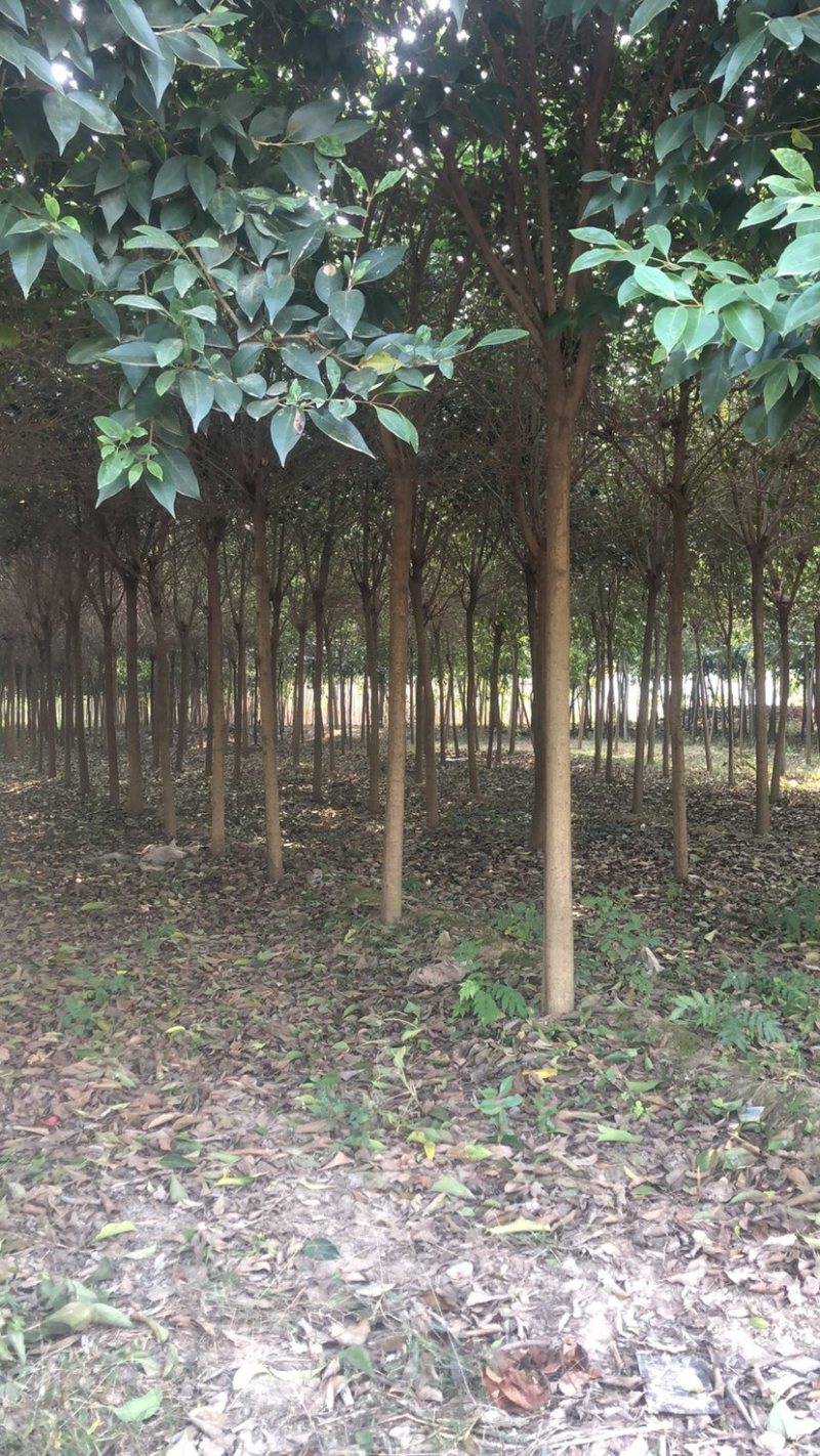 出售大叶女贞1公分到7公分，根系发达，量大优惠
