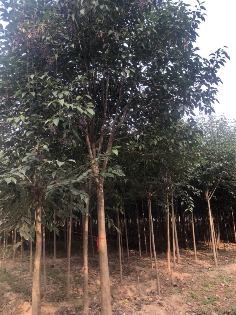 出售大叶女贞1公分到7公分，根系发达，量大优惠