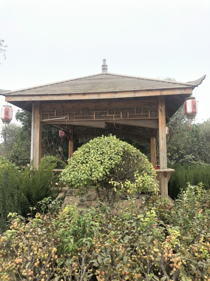 出售大叶女贞1公分到7公分，根系发达，量大优惠