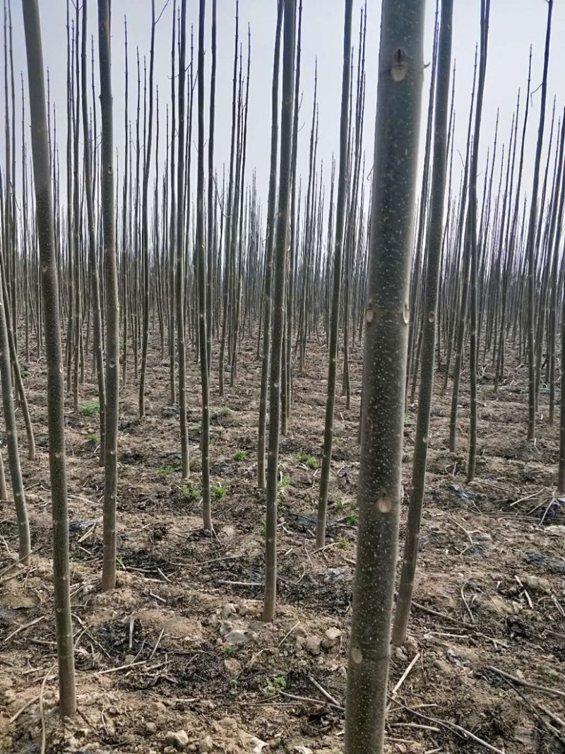 大量出售2021年泡桐苗量大低价处理需要的抓紧联系