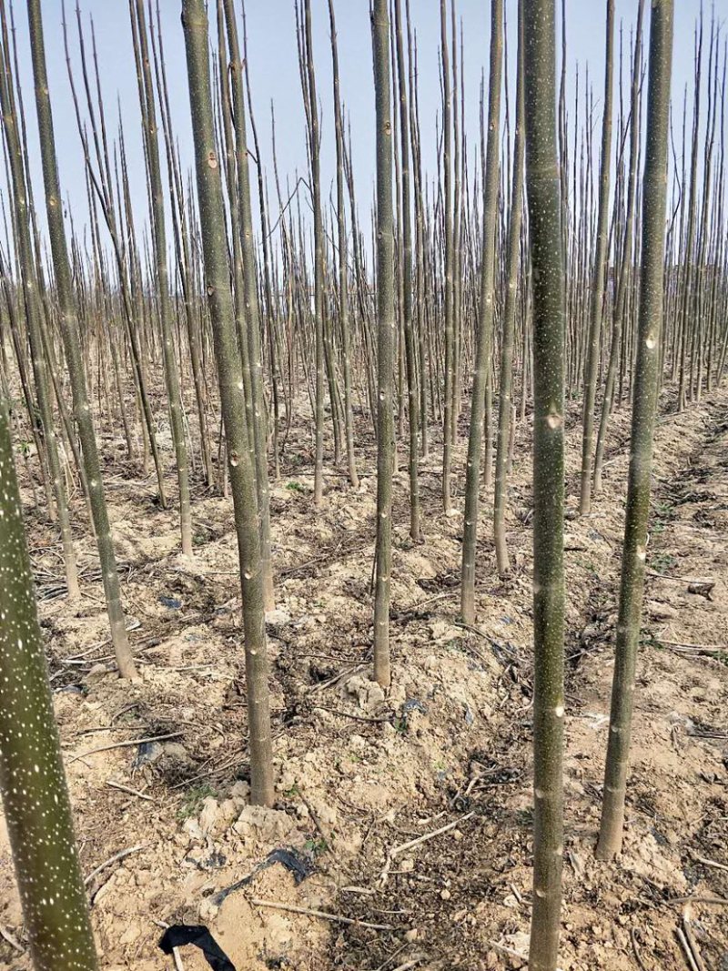 大量出售2021年泡桐苗量大低价处理需要的抓紧联系
