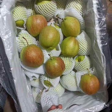 新梨七号，新品种梨，口感脆甜，物美价廉，需要的老板联系我
