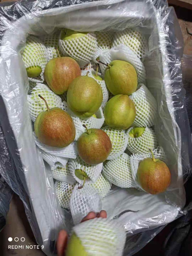 新梨七号，新品种梨，口感脆甜，物美价廉，需要的老板联系我