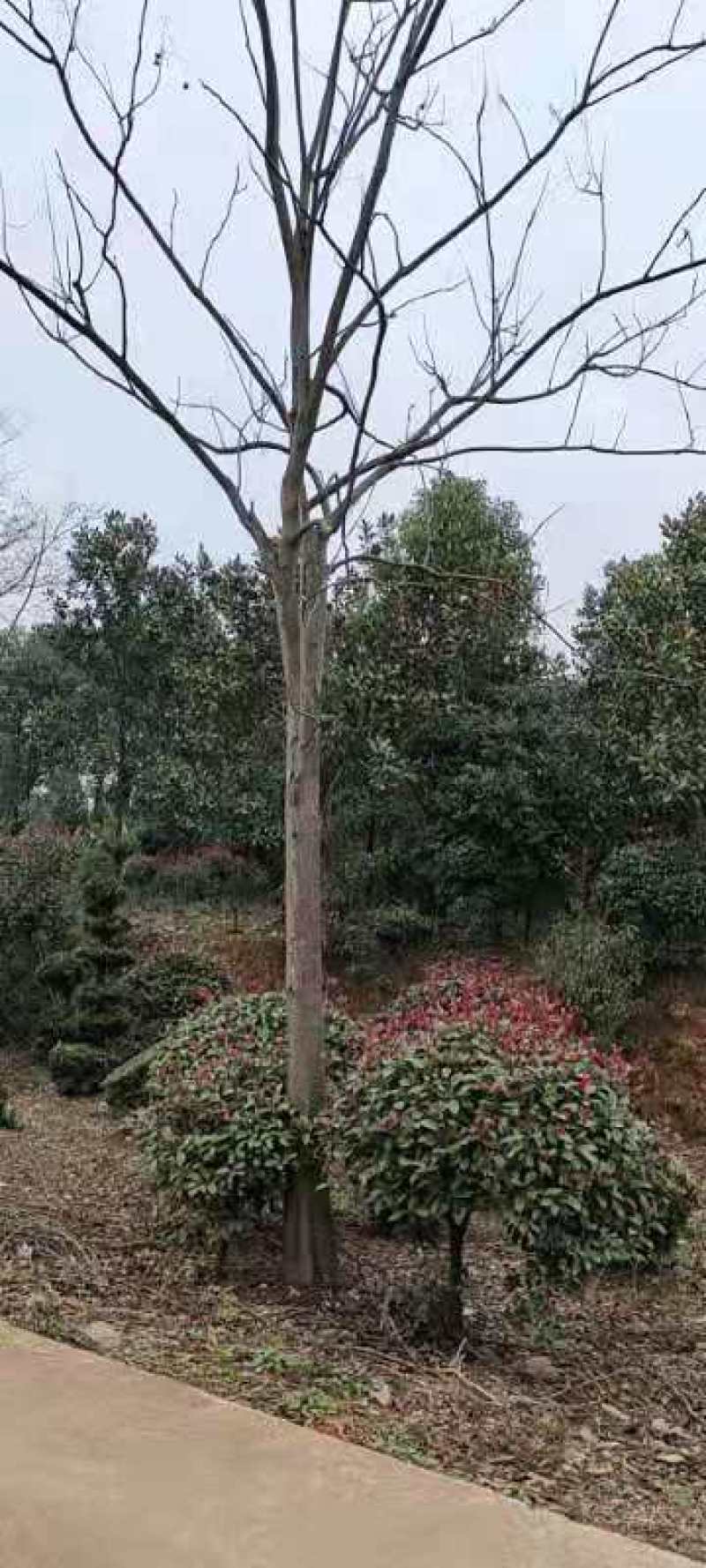 湖北栾树，黄山栾树，全冠，发冒量大价优8到20公分