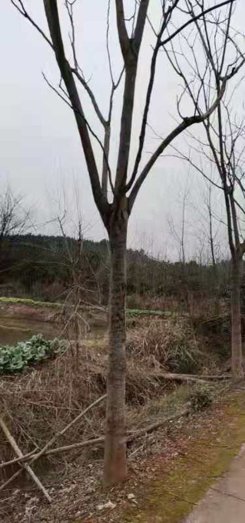 湖北栾树，黄山栾树，全冠，发冒量大价优8到20公分