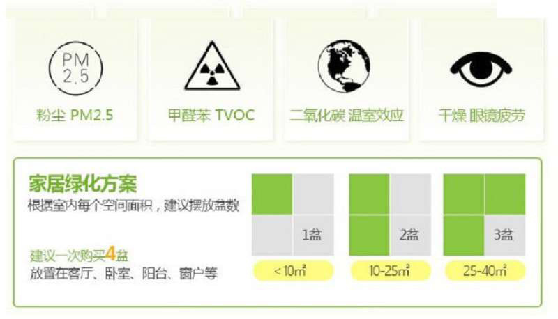 金鱼吊兰苗金鱼花亲嘴鱼吊兰四季常青花卉室内办公室花金鱼草