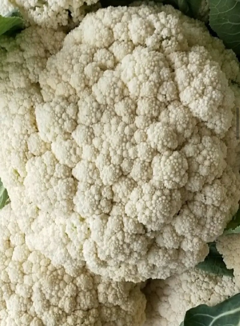 精品菜花大量上市。质量好，价格便宜，量大从优。