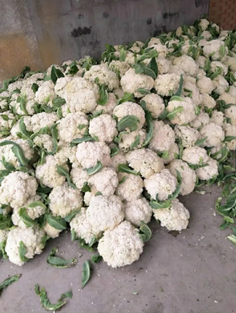 花菜，有机散花质量好，价格便宜，量大从优。