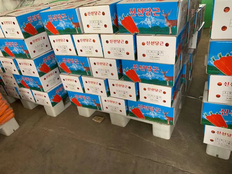 精品水洗胡萝卜出口级