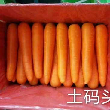 精品水洗胡萝卜出口级