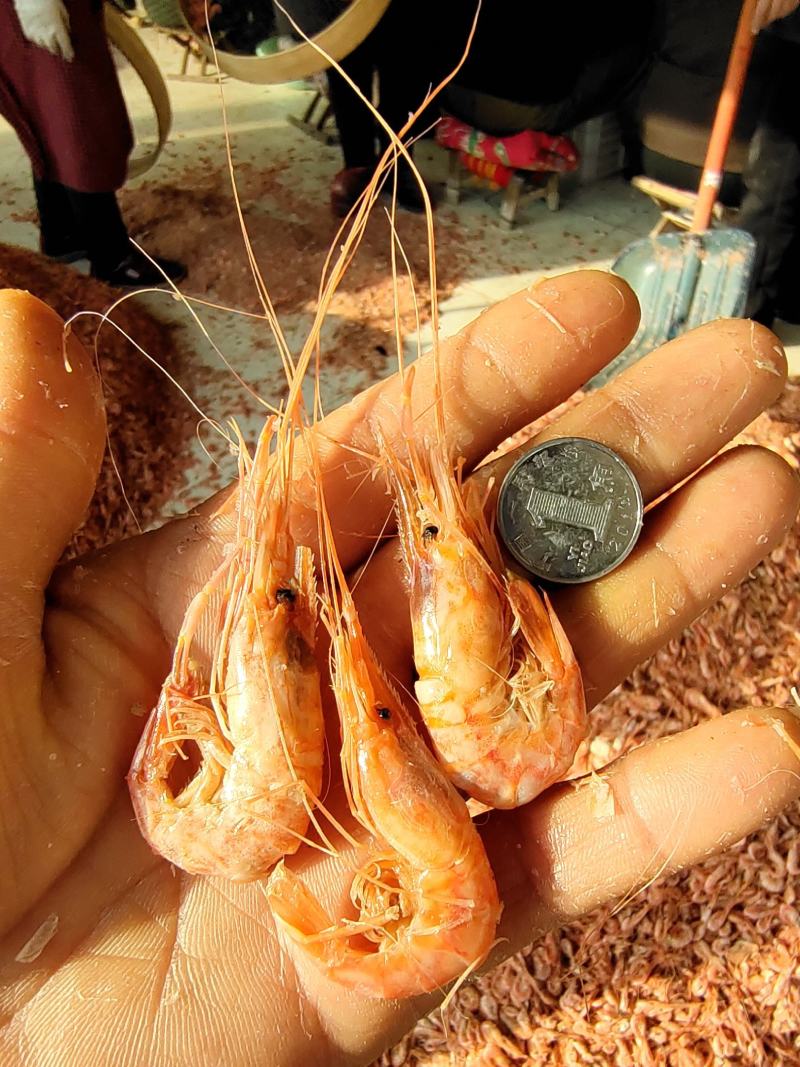 山东沾化红虾油炸.麻辣虾食材熟冻虾新货可视频看货产地直销