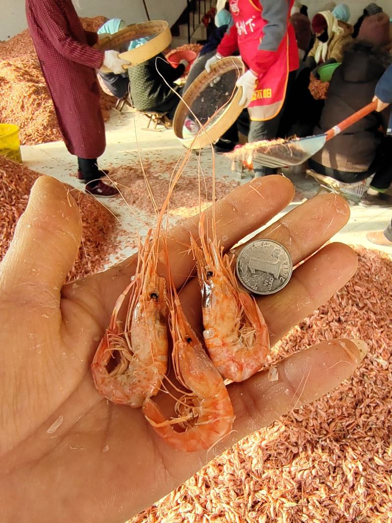 山东沾化红虾油炸.麻辣虾食材熟冻虾新货可视频看货产地直销