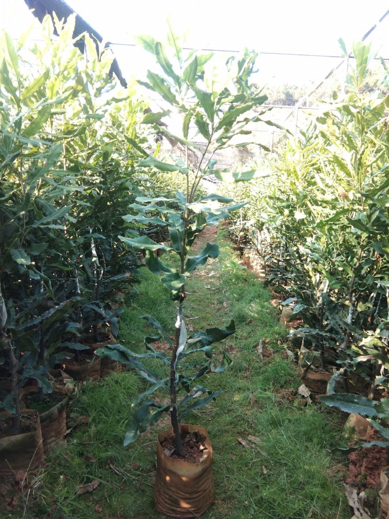 澳洲坚果(夏威夷果)嫁接苗