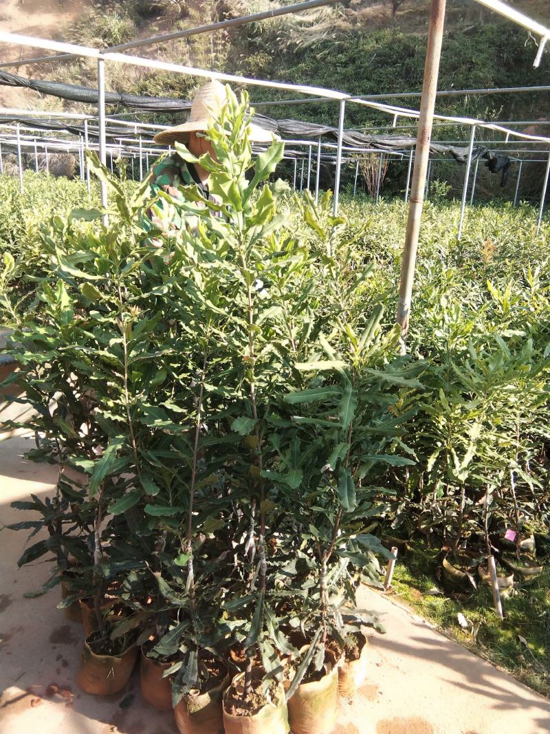 澳洲坚果(夏威夷果)嫁接苗