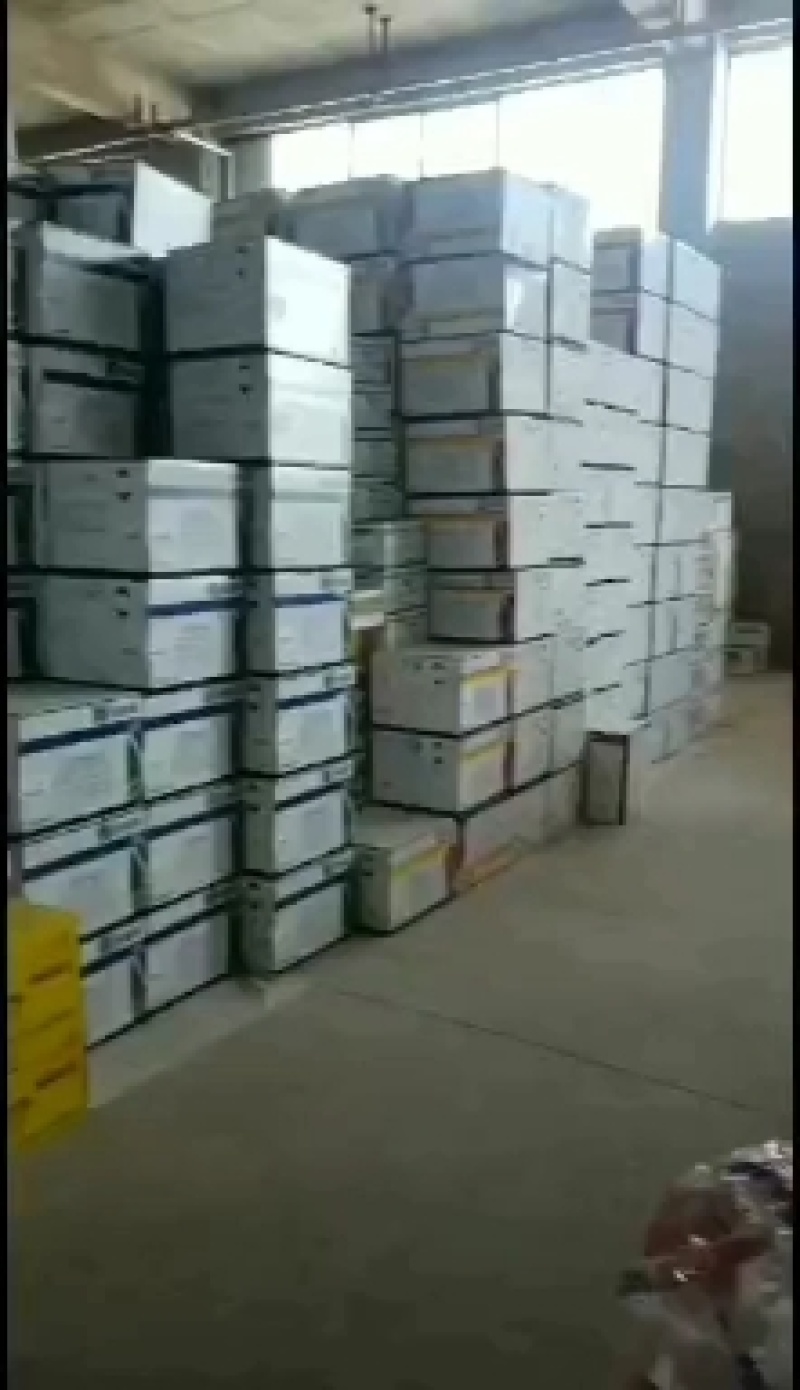 西农8号西瓜种子，级度高口感佳售价高重茬易坐果