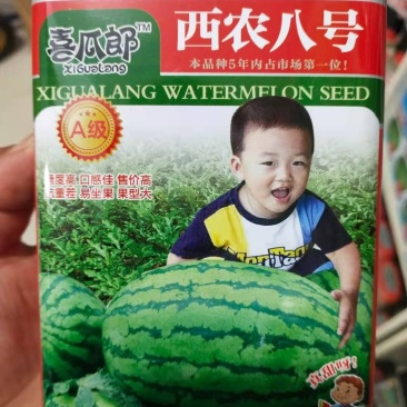 西农8号西瓜种子，级度高口感佳售价高重茬易坐果