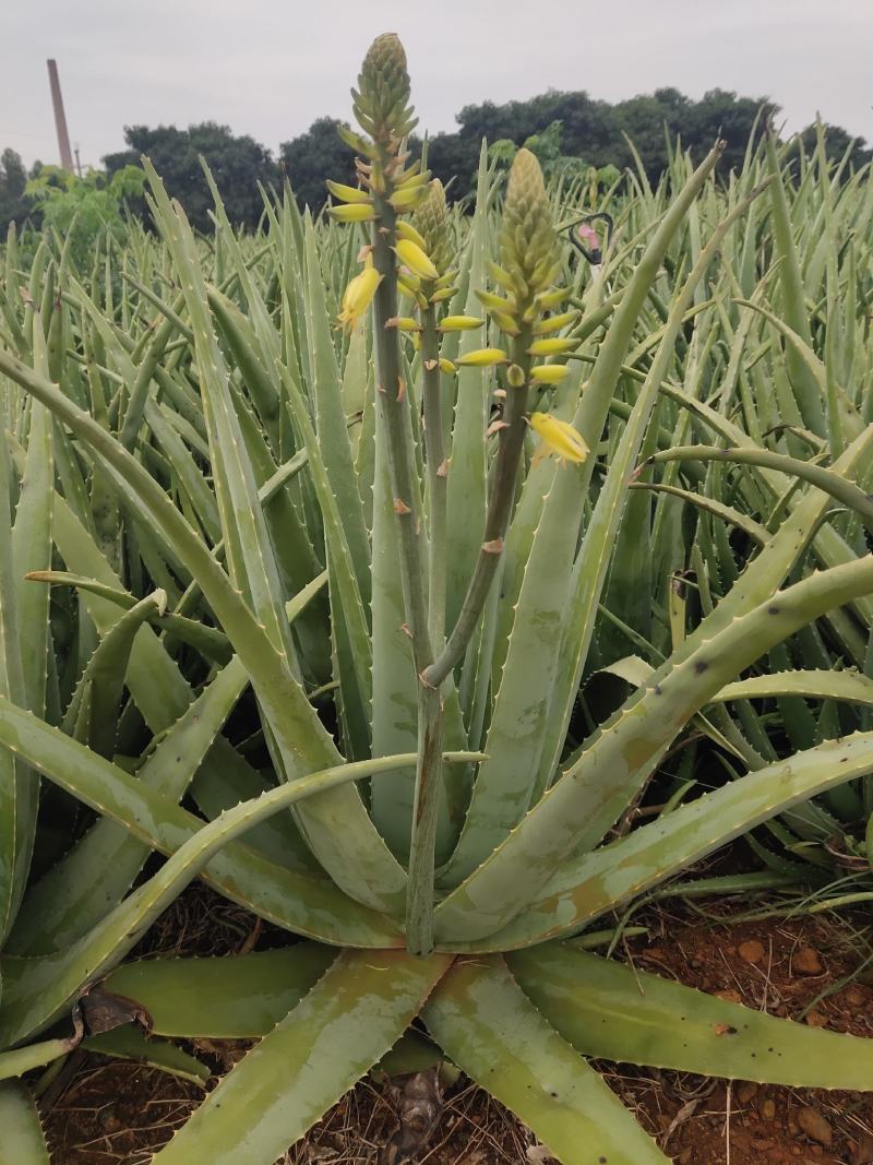 广东芦荟基地供应大工厂做面膜，饮食库拉索品种