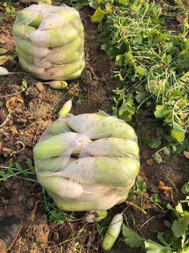 华州区青萝卜大量上市了欢迎联系地头装车视频看菜