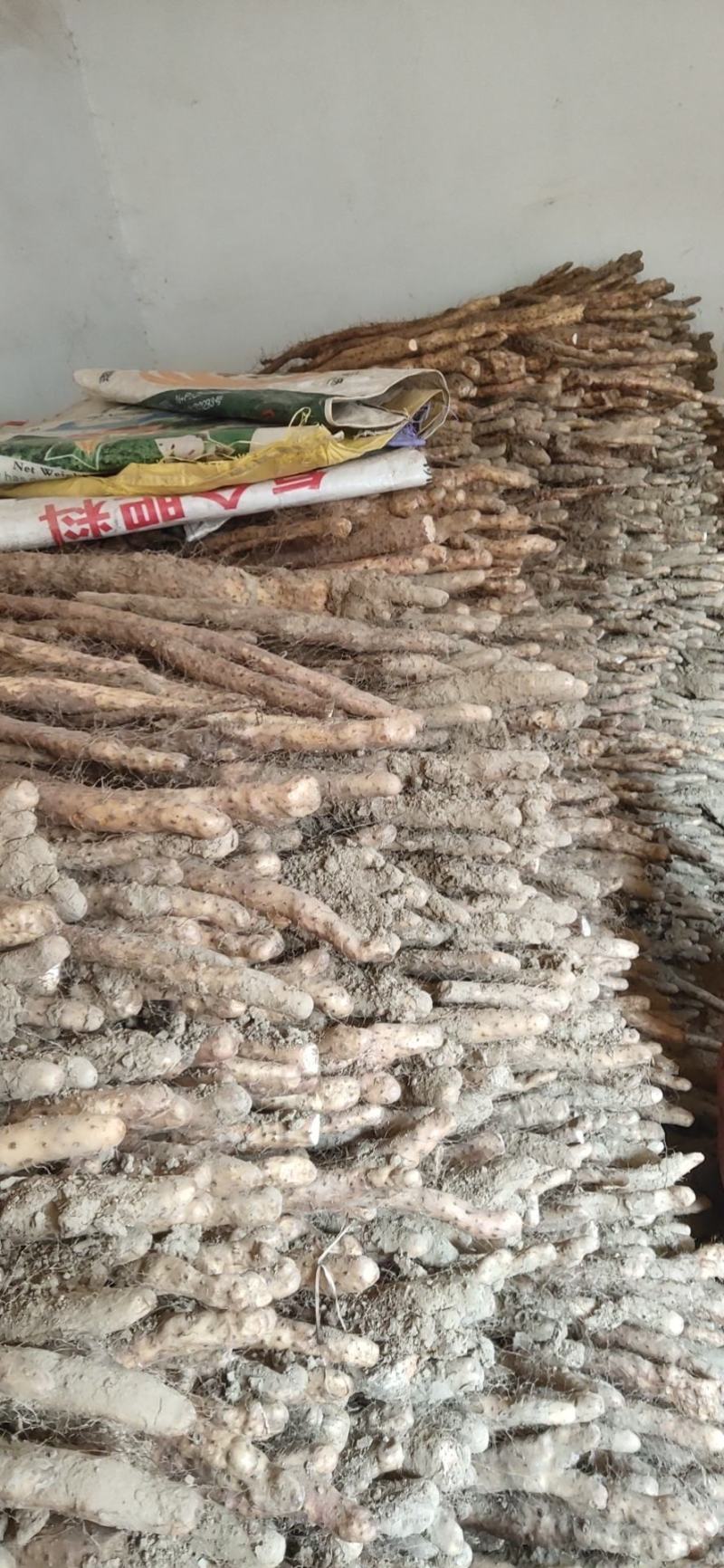 焦作卢地铁棍山药口感干面甜，产地直销一手货源