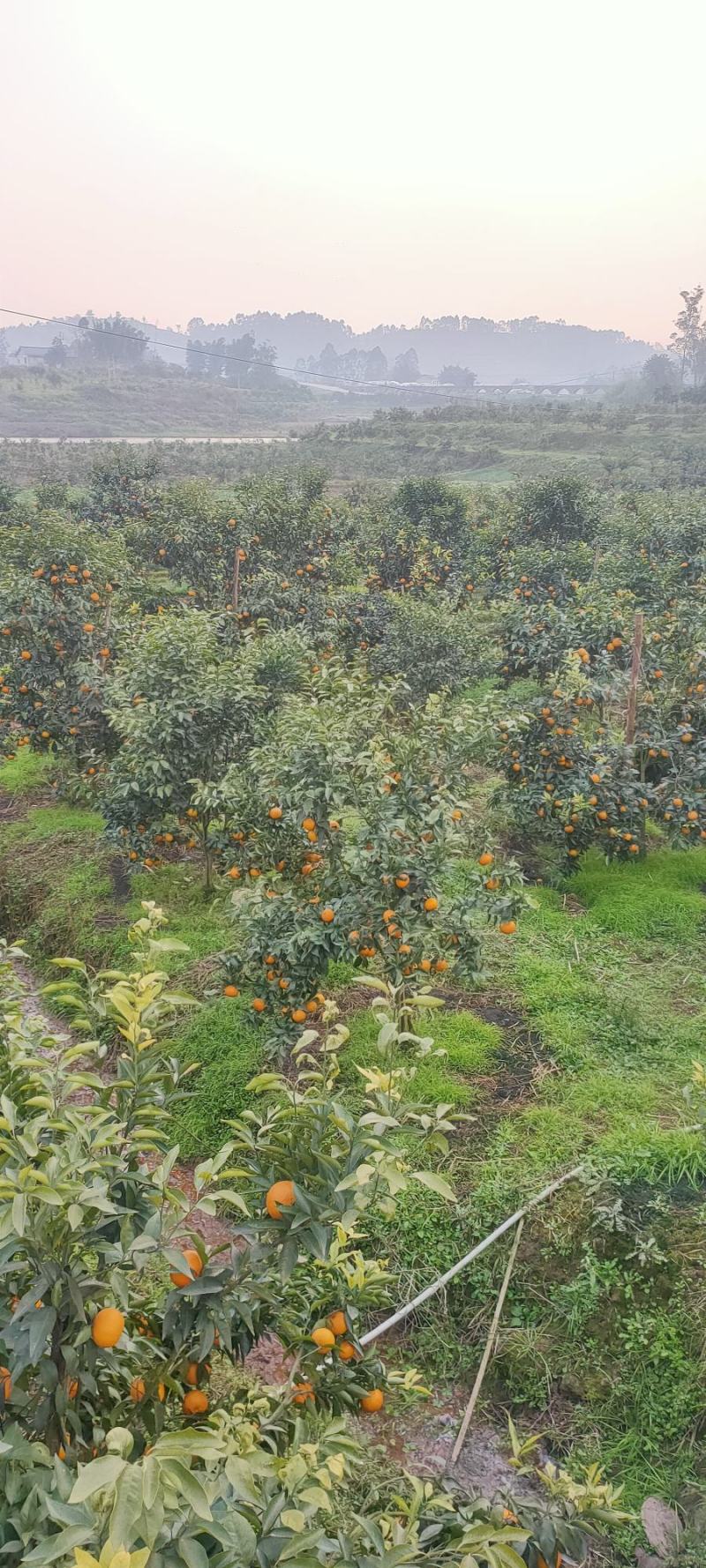 四川沃柑大量上市了。甜皮薄水分足。很脆，大型基地