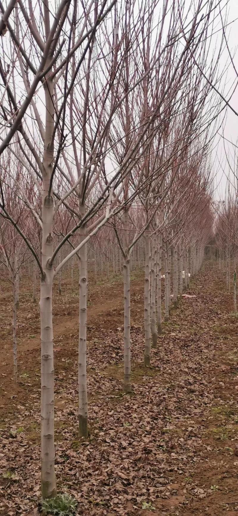 美国红枫8到15公分苏北产地可以打号选树挖树