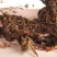甘松药材各种规格甘松全草纯根水洗质量保证