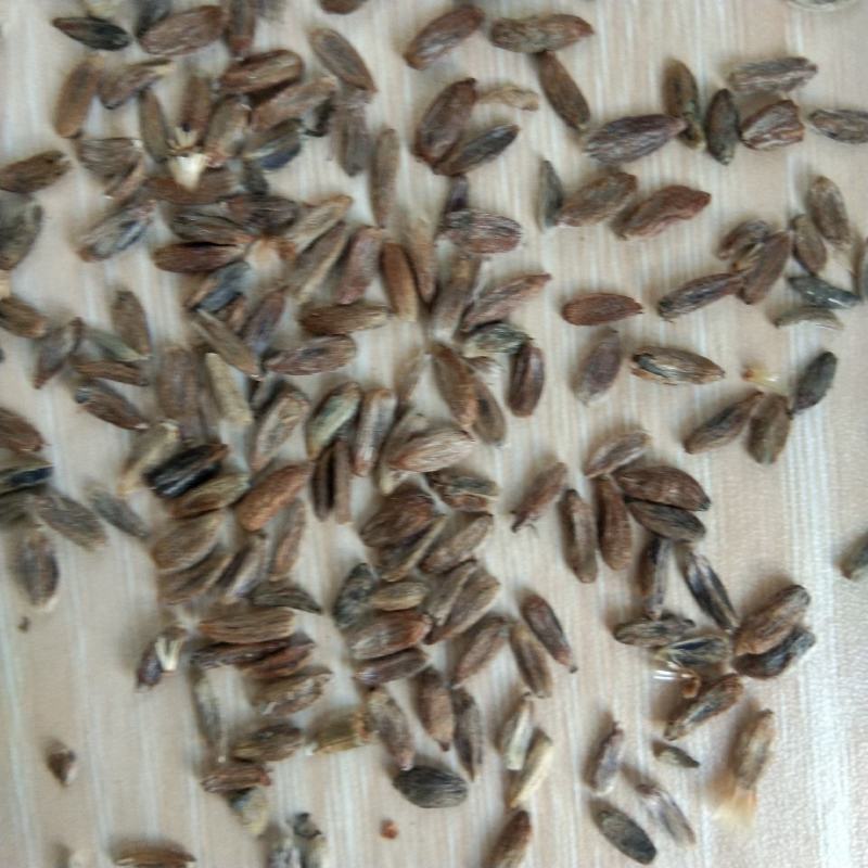 出售新产白术种子白术籽药材种子可在线交易