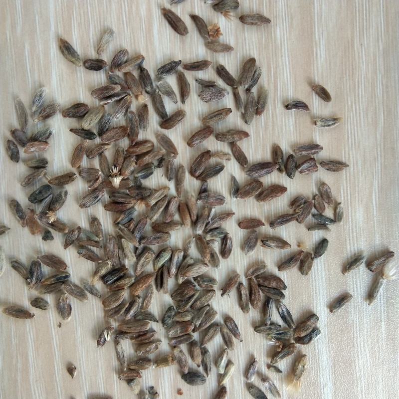 出售新产白术种子白术籽药材种子可在线交易