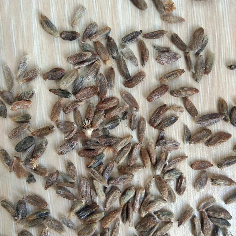 出售新产白术种子白术籽药材种子可在线交易