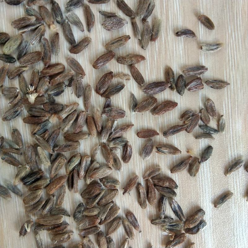 出售新产白术种子白术籽药材种子可在线交易