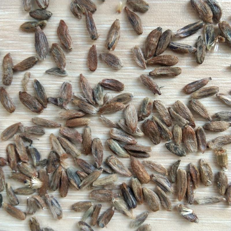 出售新产白术种子白术籽药材种子可在线交易