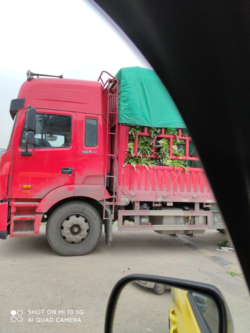 红叶香莴笋己大量上市