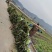红叶香莴笋己大量上市