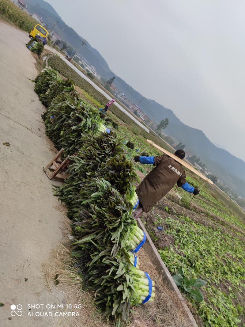 红叶香莴笋己大量上市
