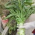 红叶香莴笋己大量上市