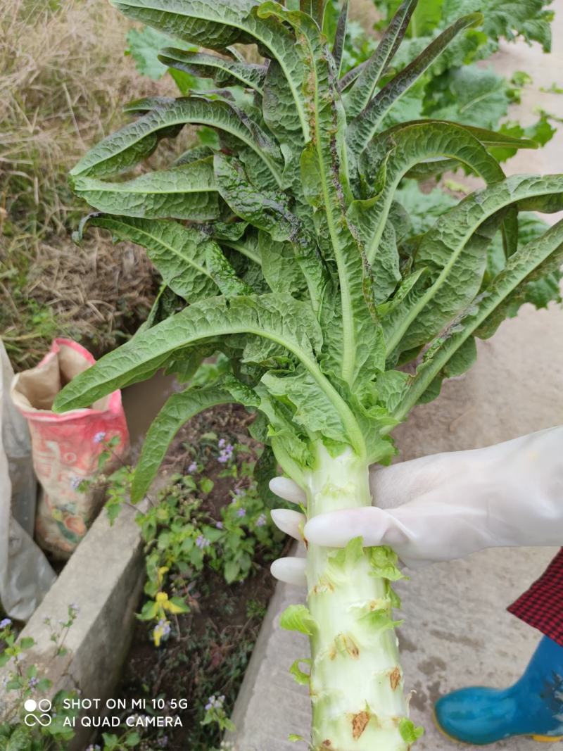 红叶香莴笋己大量上市