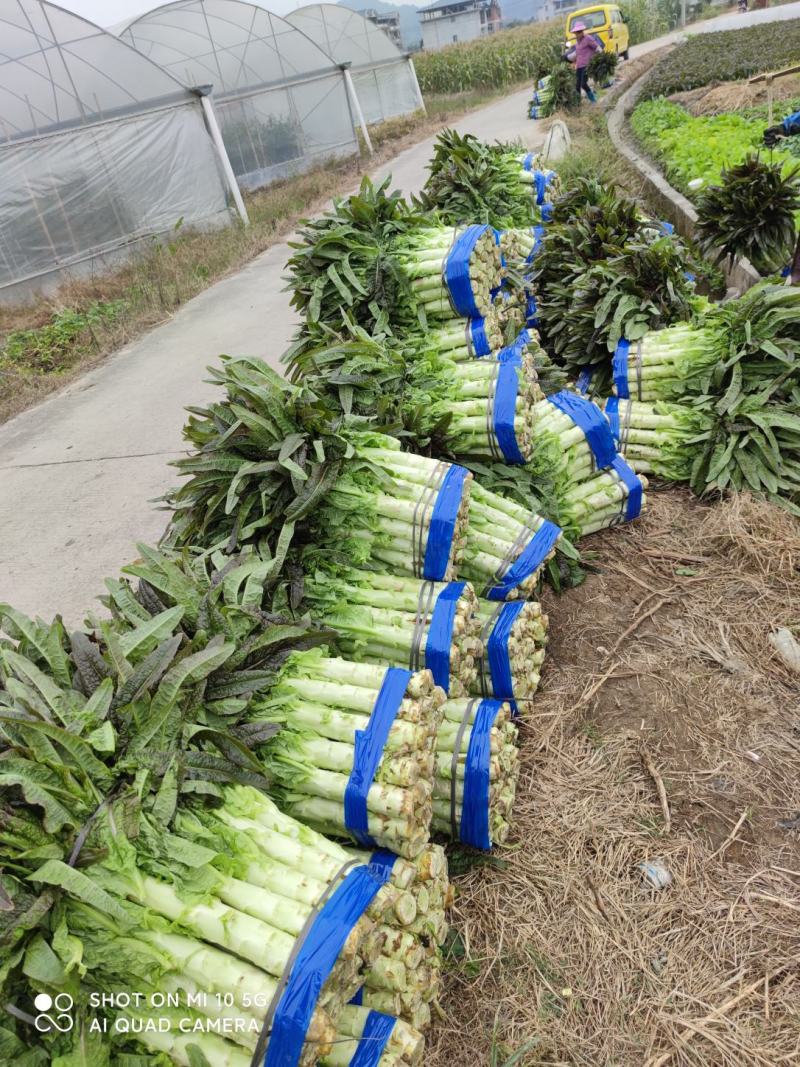 红叶香莴笋己大量上市