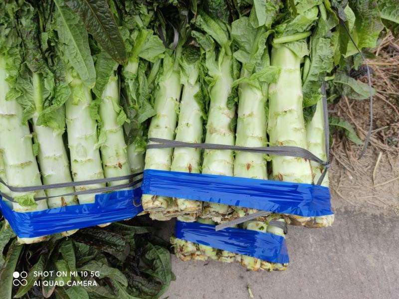 红叶香莴笋己大量上市