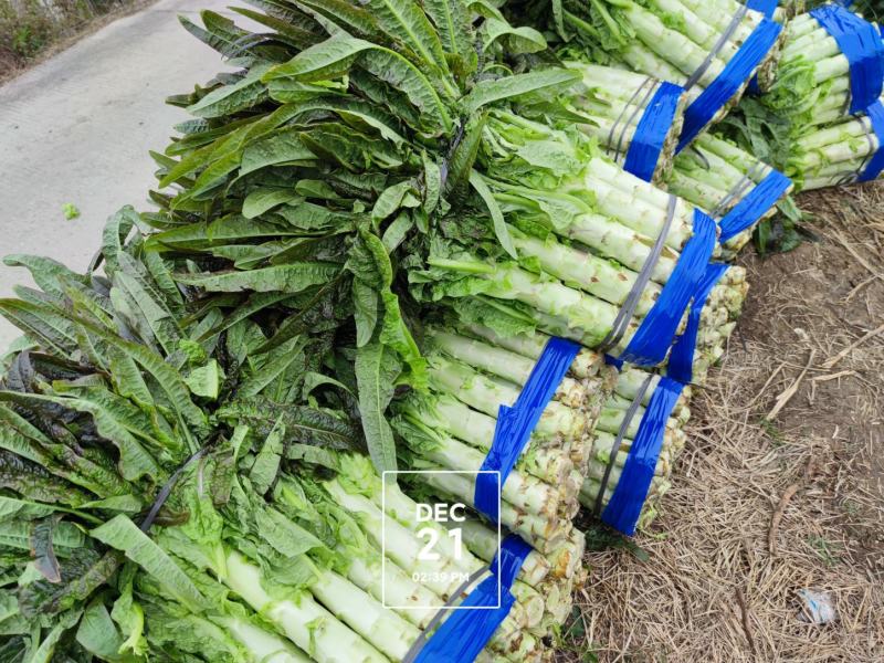 红叶香莴笋己大量上市