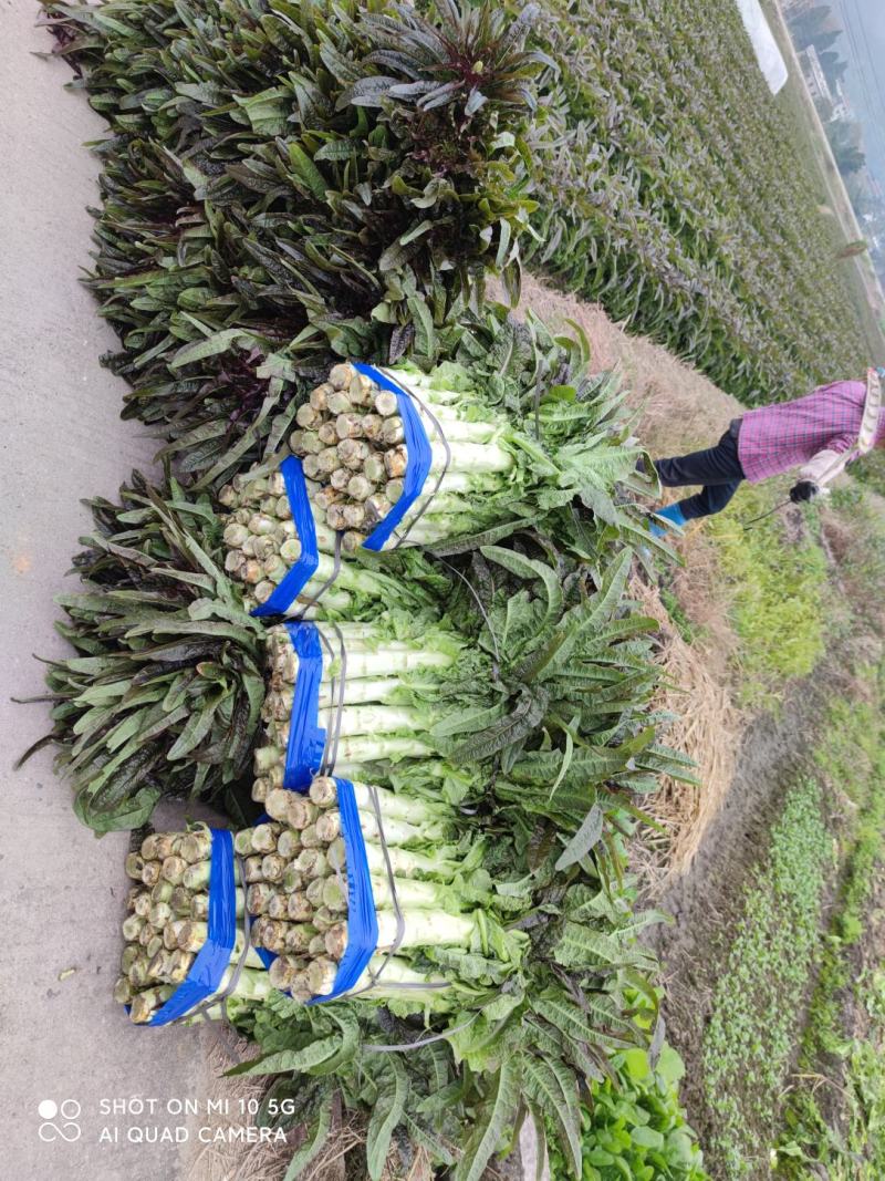 红叶香莴笋己大量上市