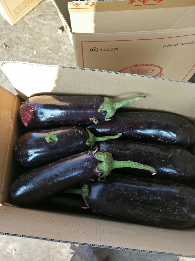 【产地直供】茄王，货源充足，价格稳定，直供全国。
