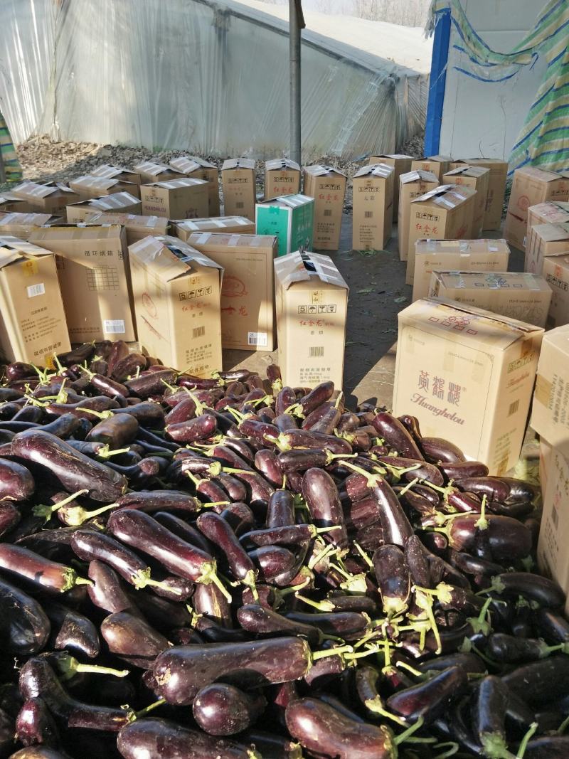 【产地直供】茄王，货源充足，价格稳定，直供全国。