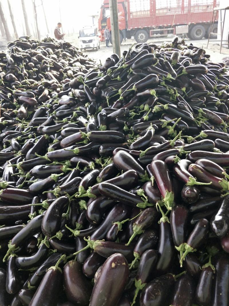 【产地直供】茄王，货源充足，价格稳定，直供全国。