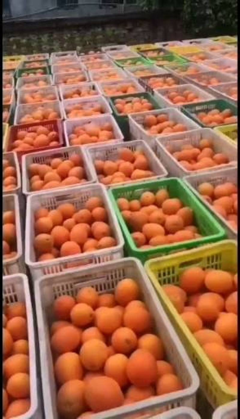 湖北清江椪柑大量上市了