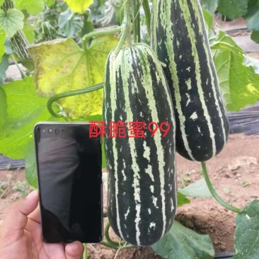 酥脆蜜99加长型甜瓜种子500粒/袋