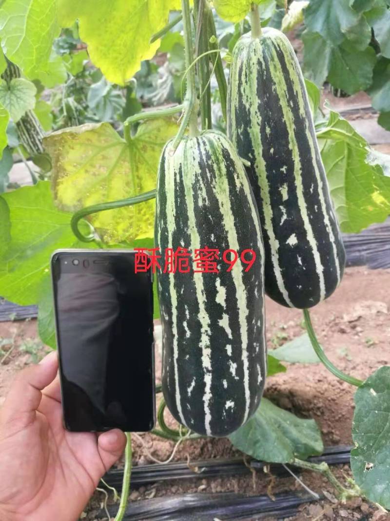 酥脆蜜99加长型甜瓜种子500粒/袋